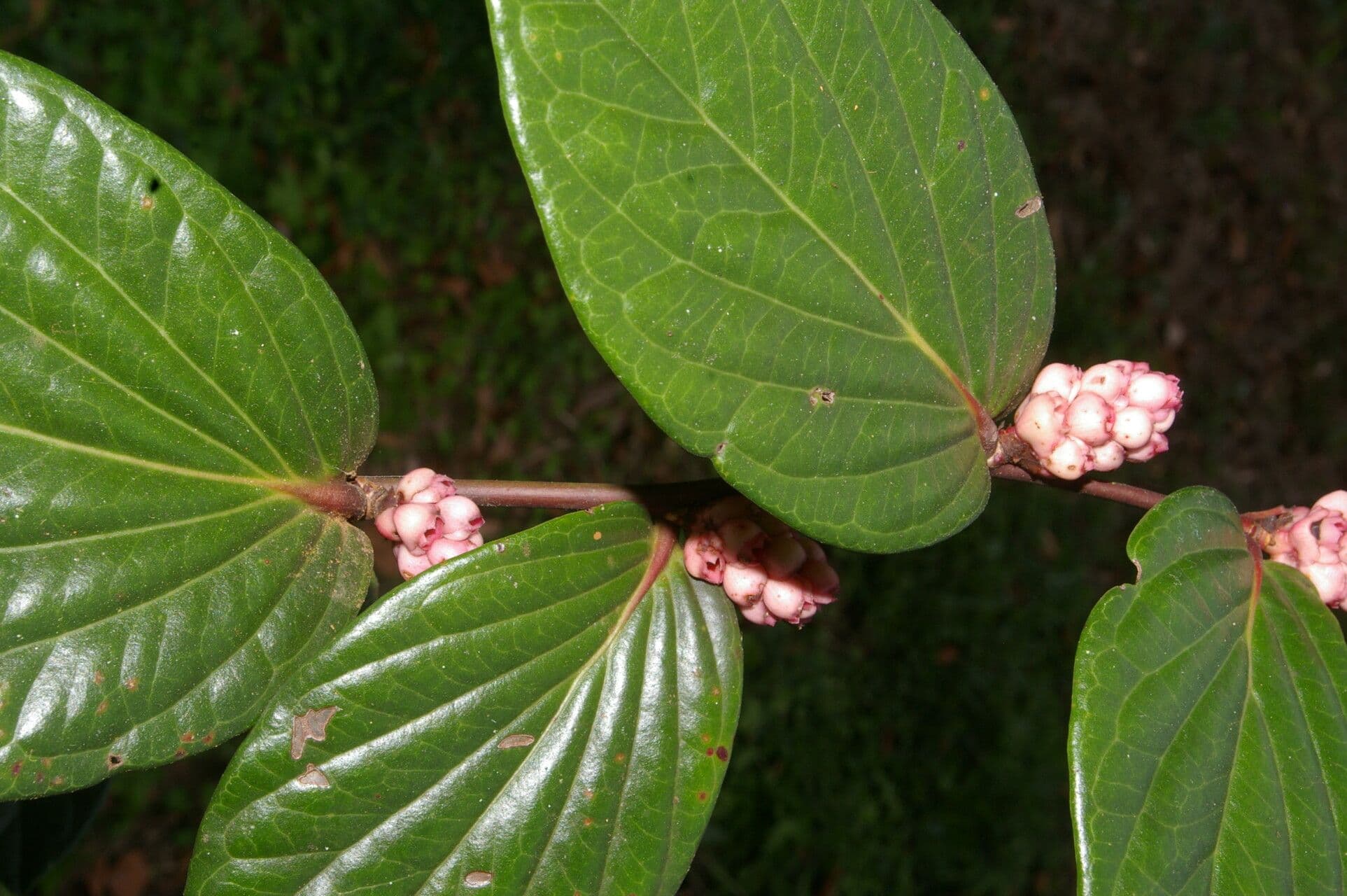 Cavendishia ascellare 4