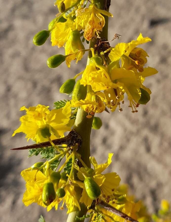 Parkinsonia praecox 5