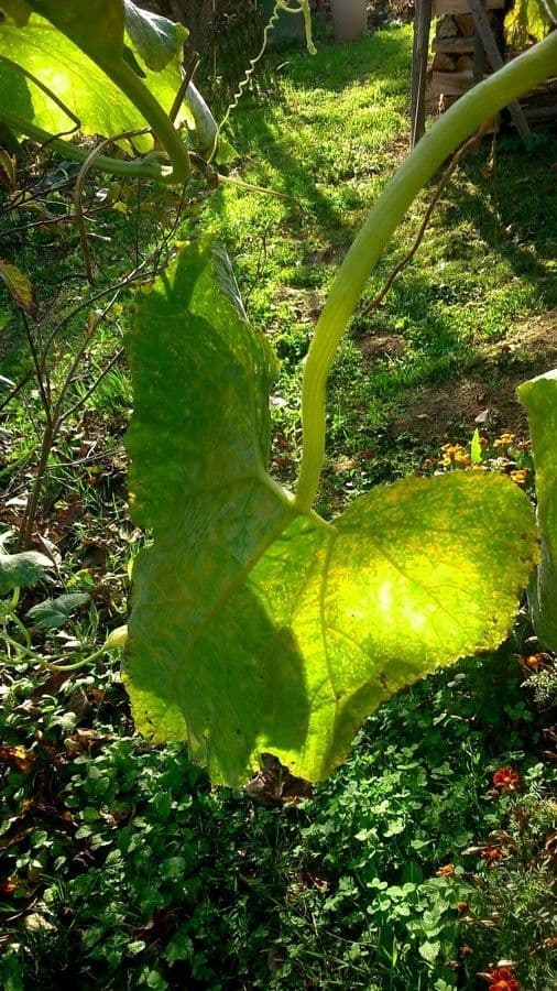 Bitter bottle gourd 19