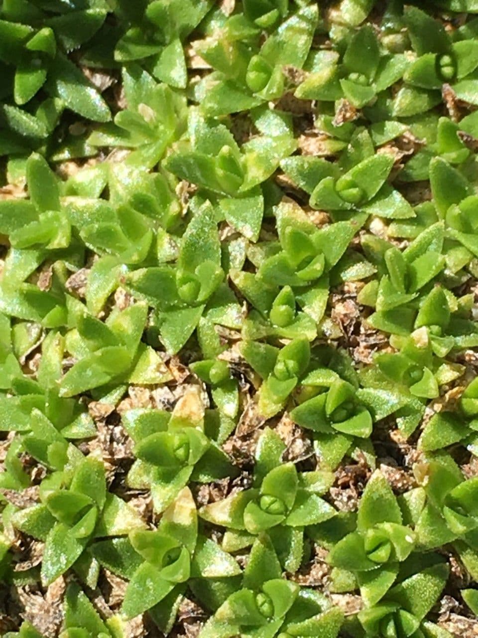 Silene a cuscinetto 23