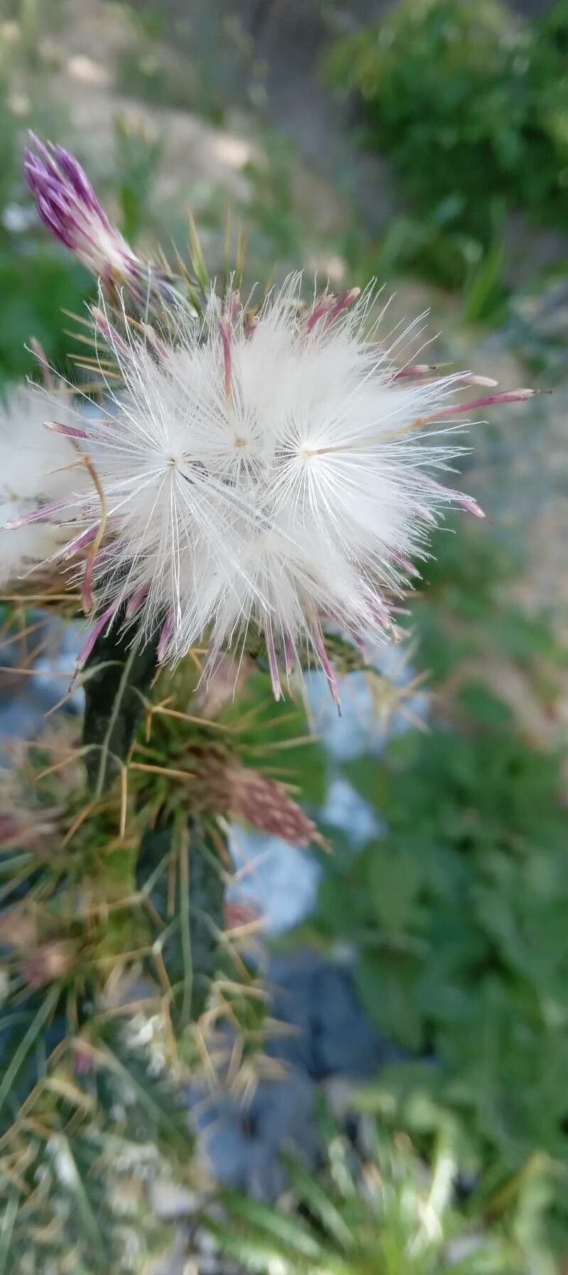 Ptilostemon casabonae 3
