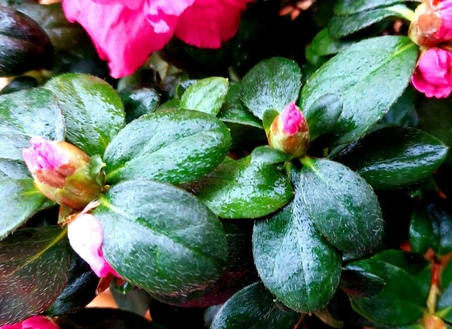 Rhododendron 17