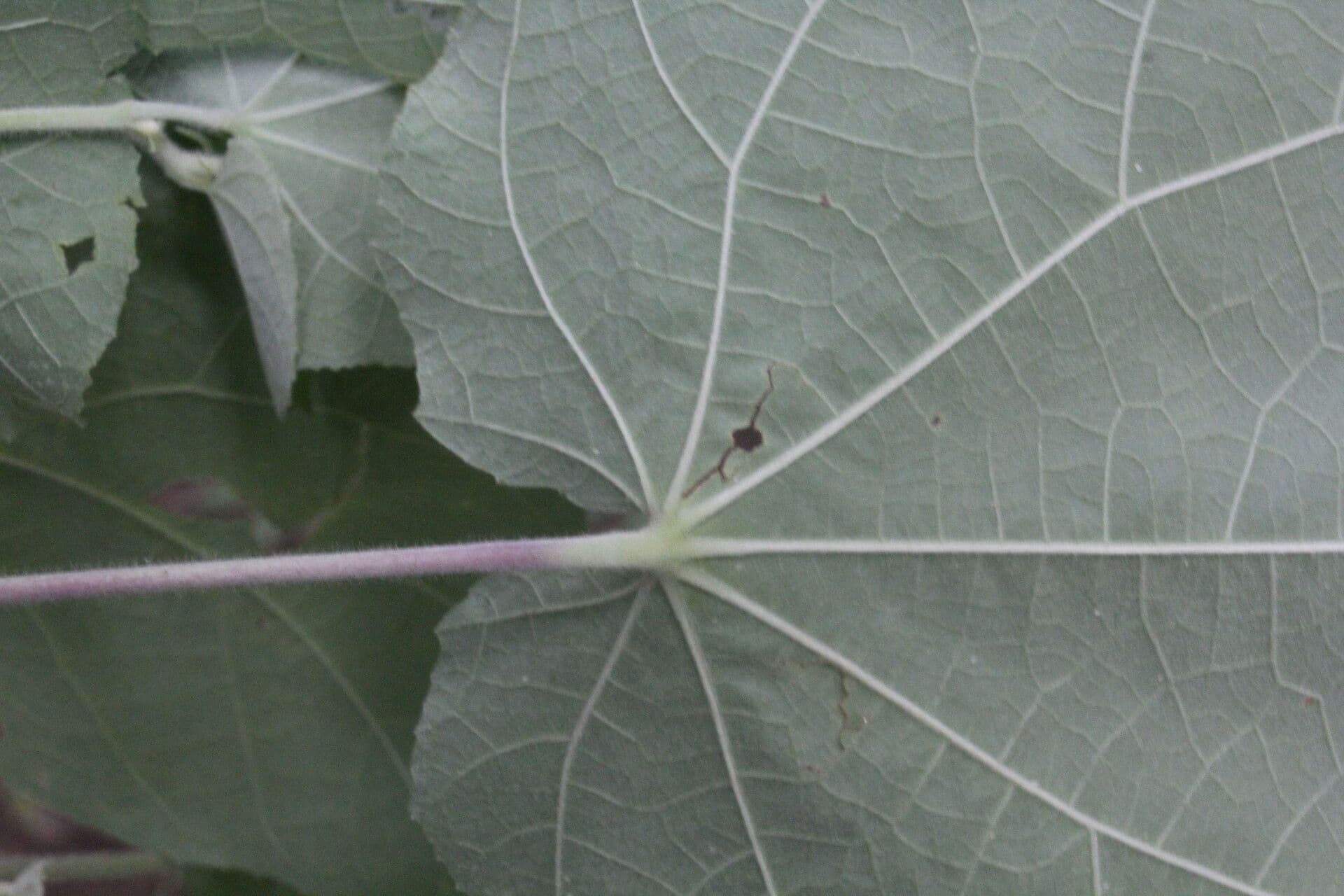 Allobriquetia 9