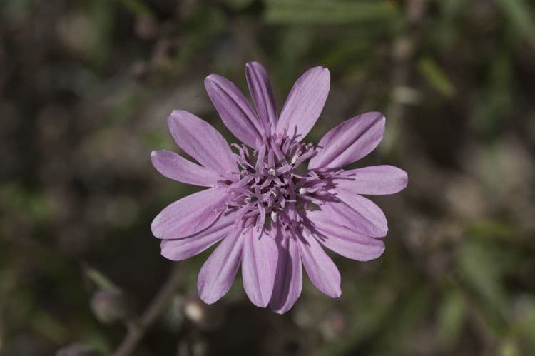 Othake Palafoxia 2