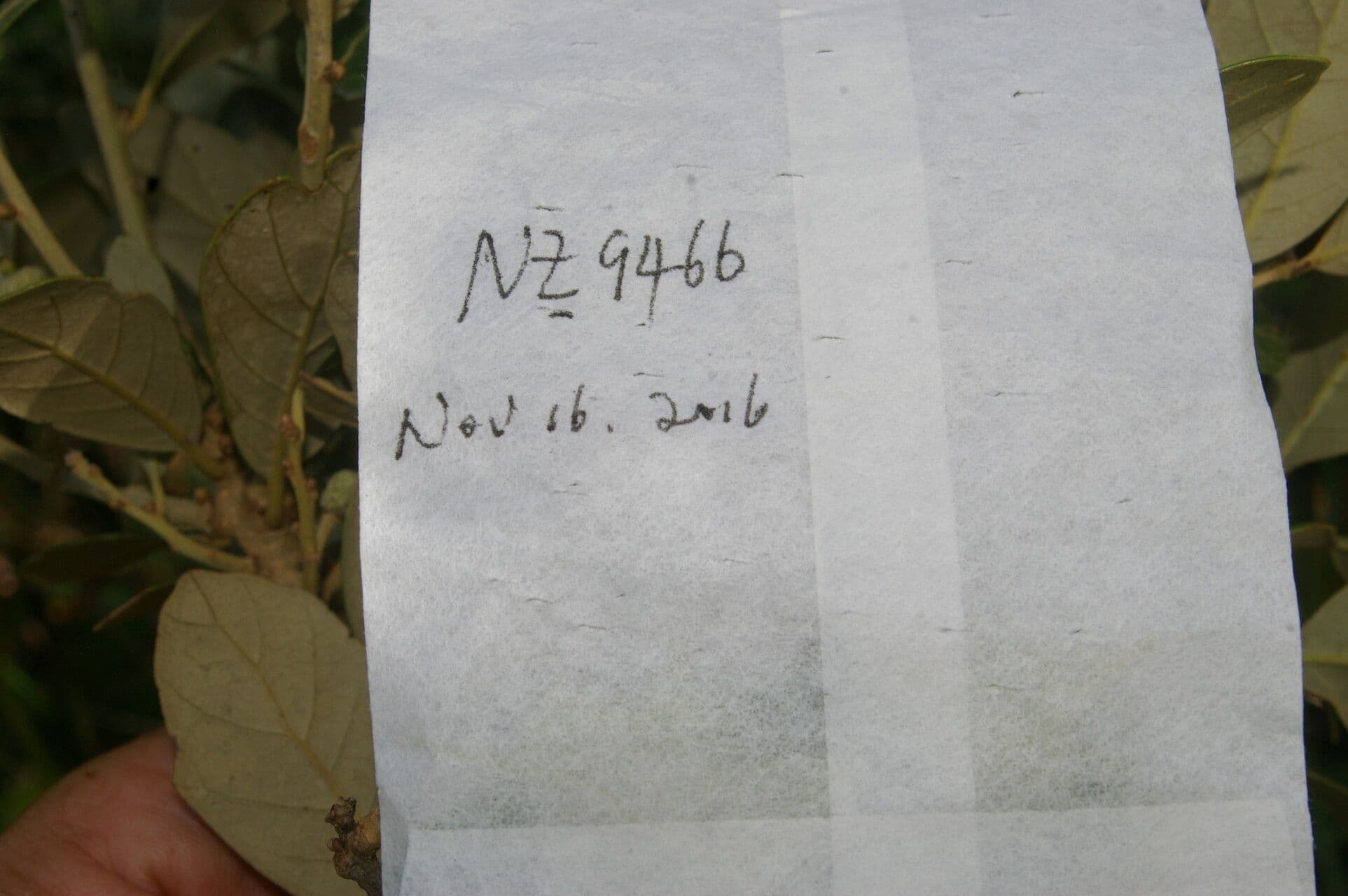 Quercia 23