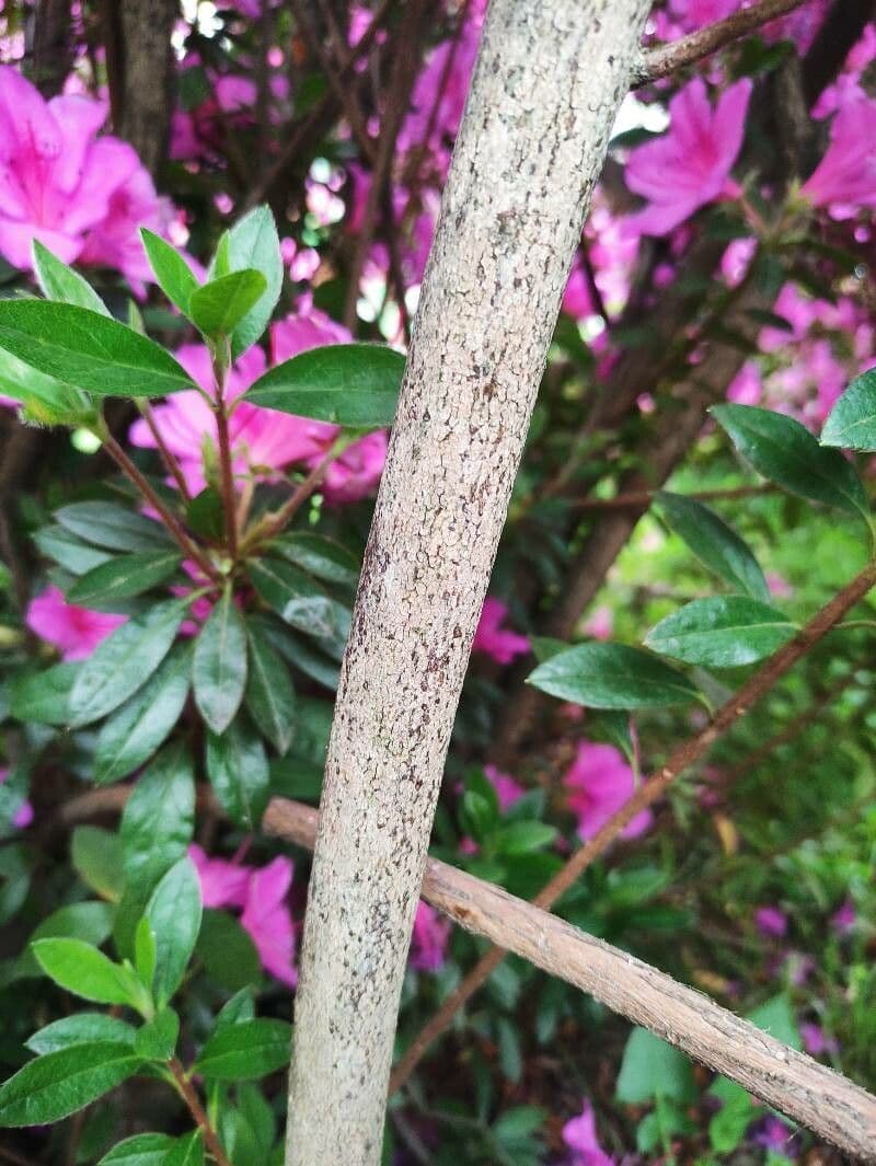 Rhododendron 24