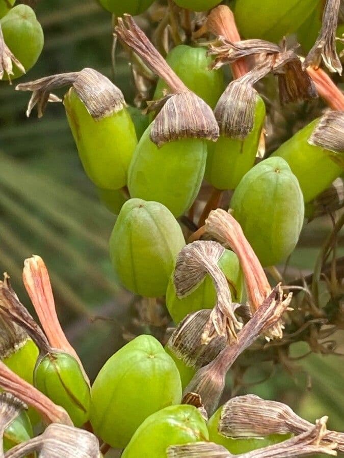Aloe striata