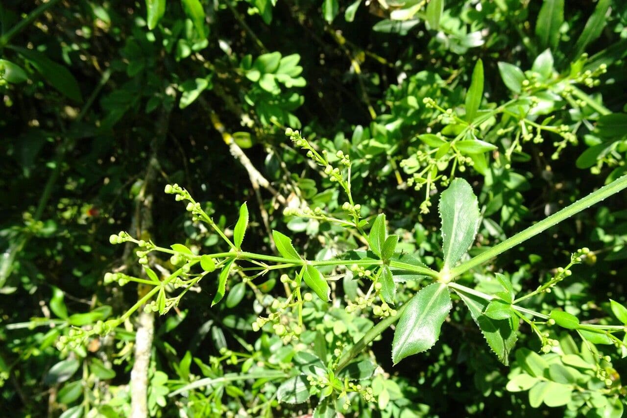 Wild madder 13