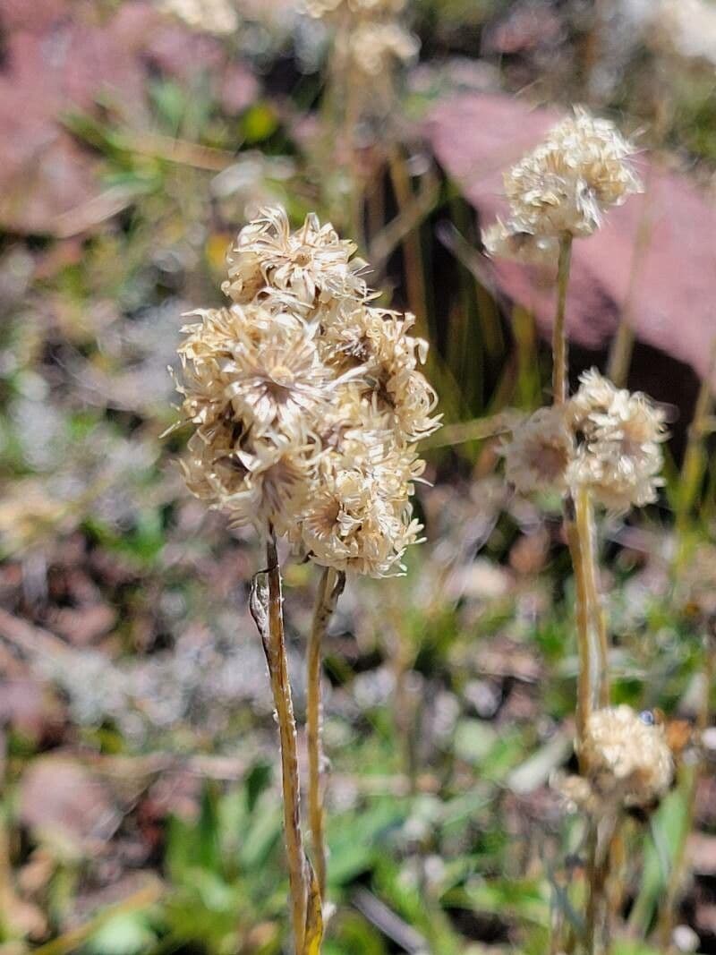 Antennaria alpina