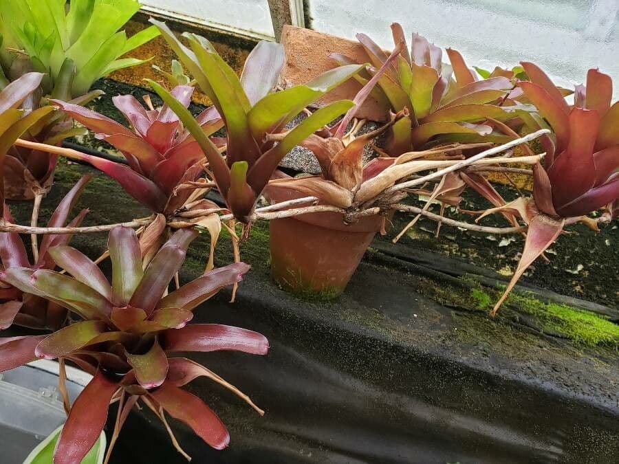 Neoregelia 10
