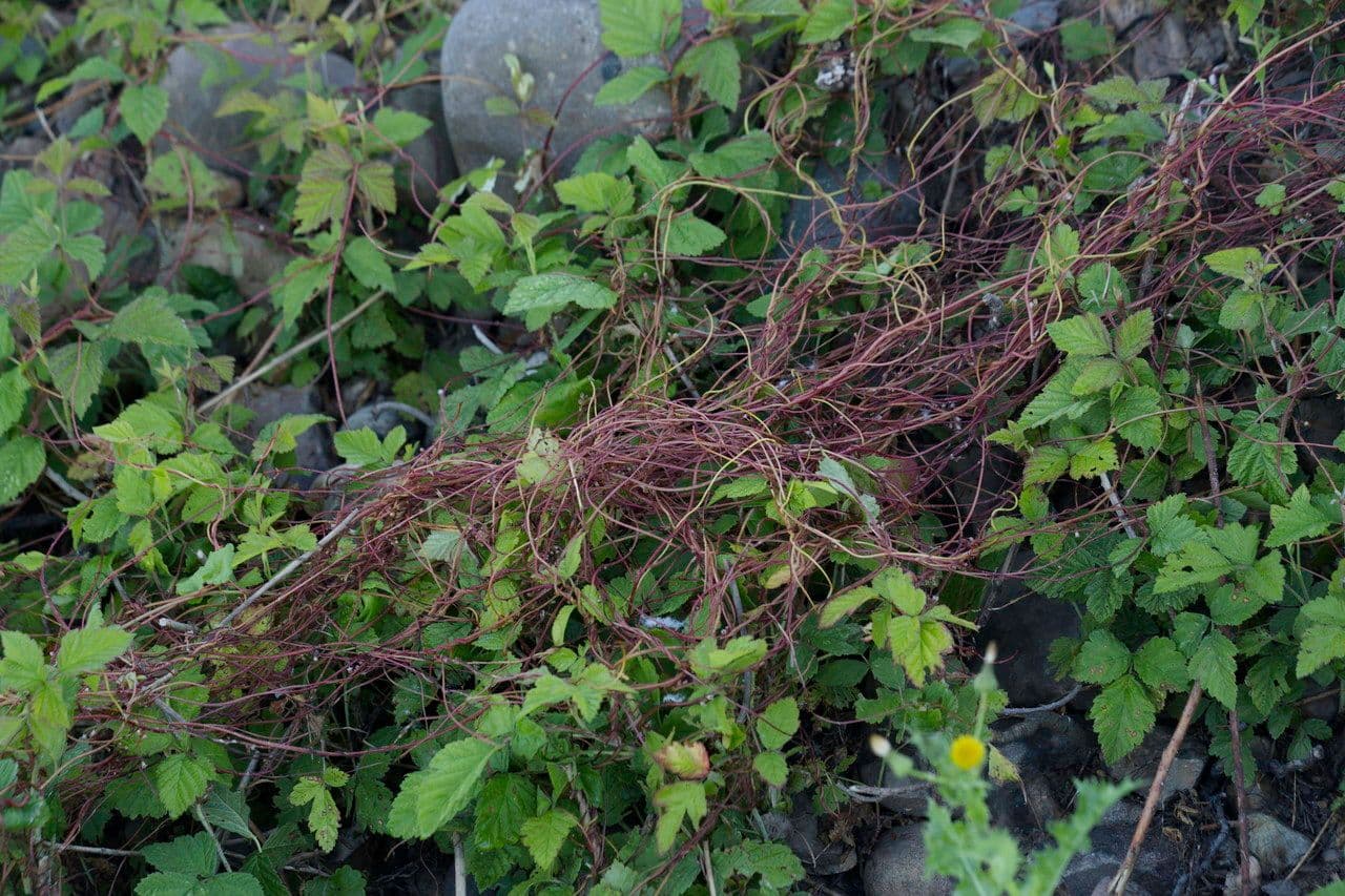 Cuscuta del luppolo 3