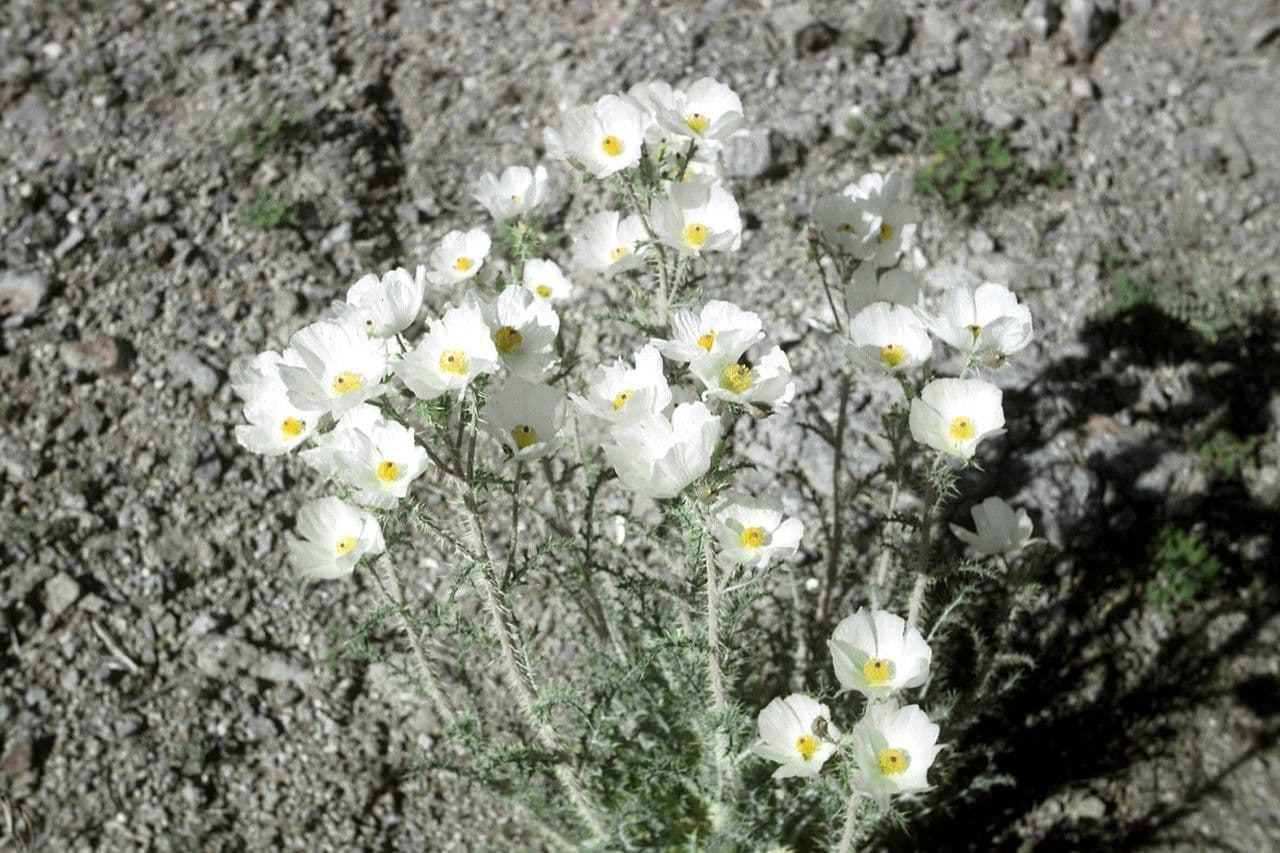 Argemone 8