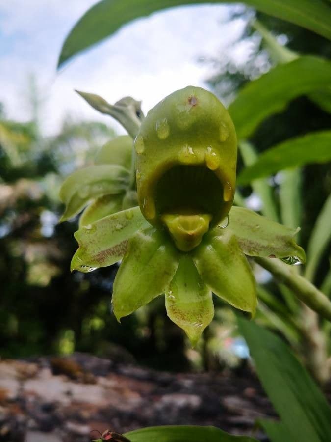 Catasetum maculato 6
