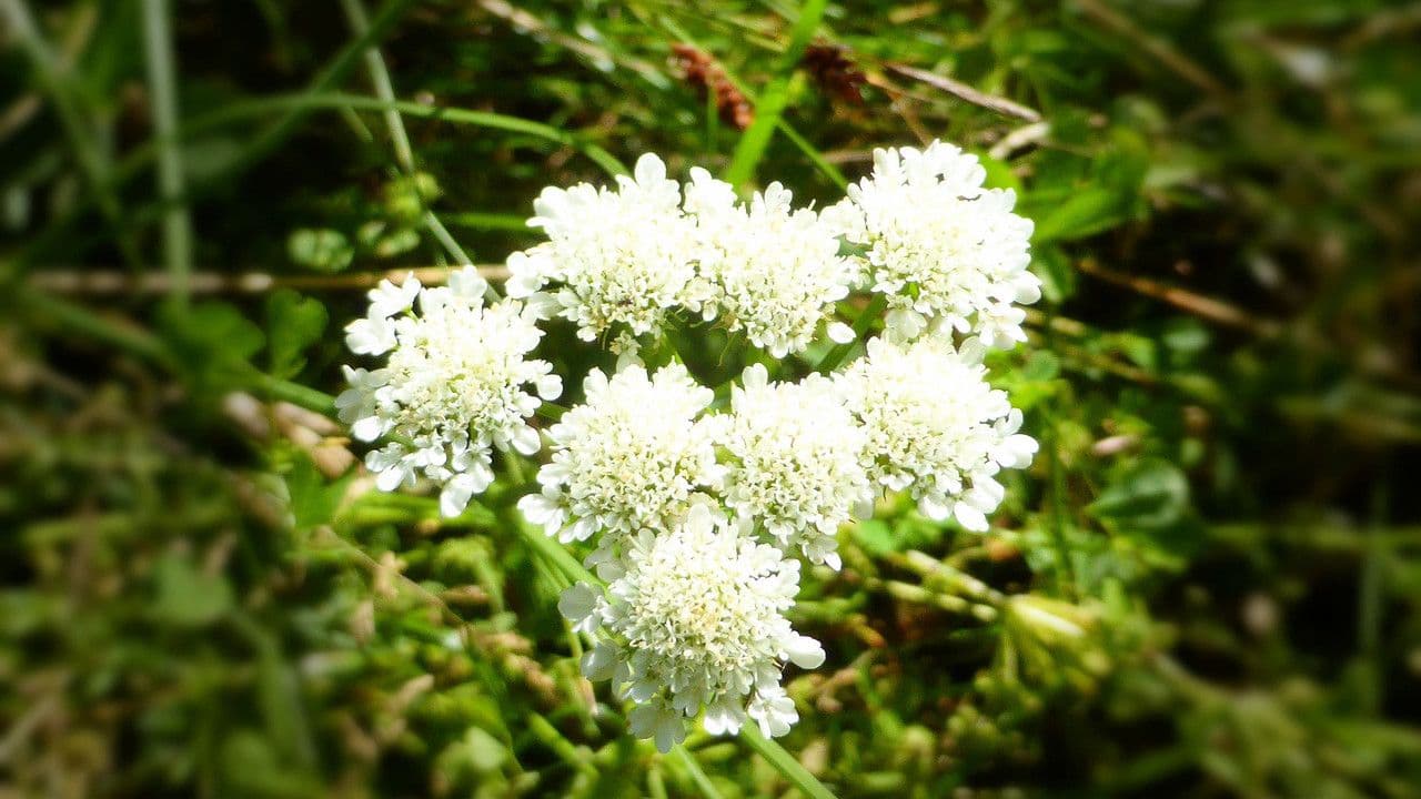 Oenanthe pimpinelloides 10