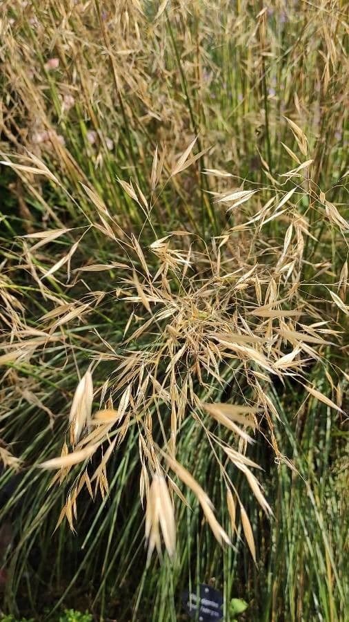 Stipa 3