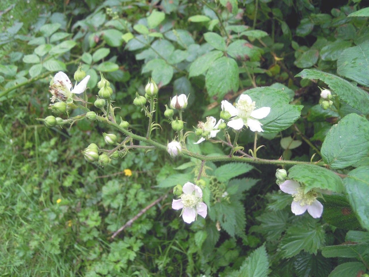 Mûrier à fleurs multiples 17