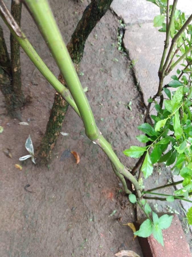Pianta gamberetto 17