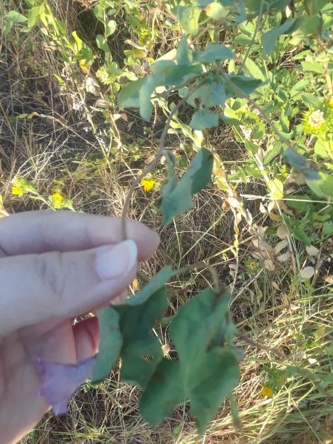 Herzblättrige Prunkwinde 13