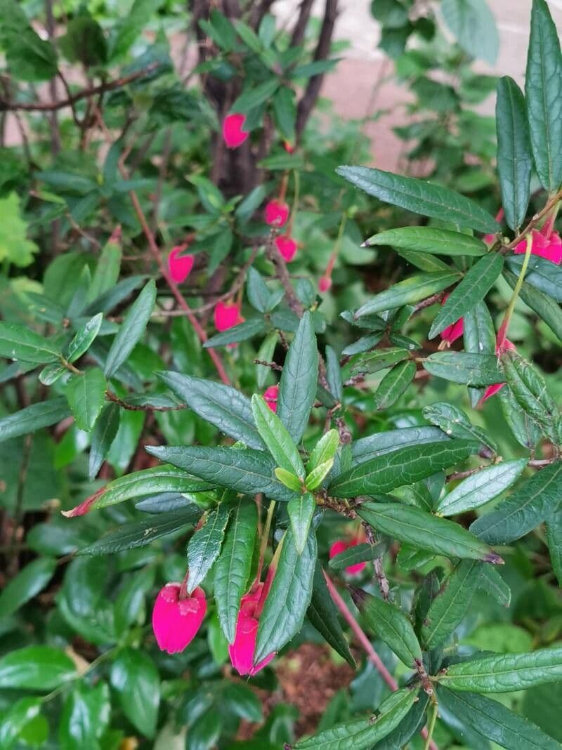 Crinodendron 20