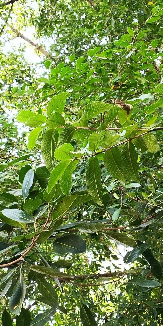 Afzelia xylocarpa 6