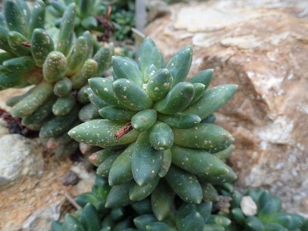 Pachyphytum 8