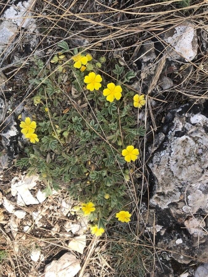 Potentilla 4