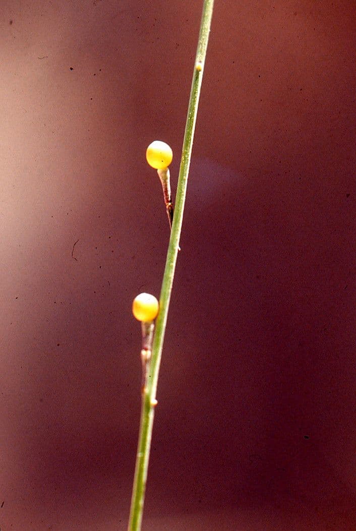 Morienka 6