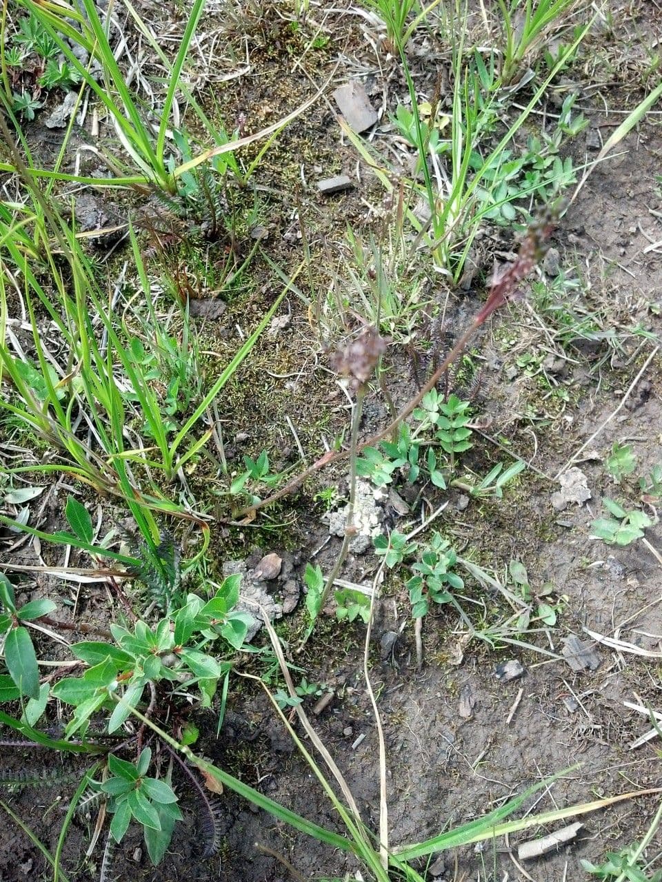 Oxypolis fendleri 6