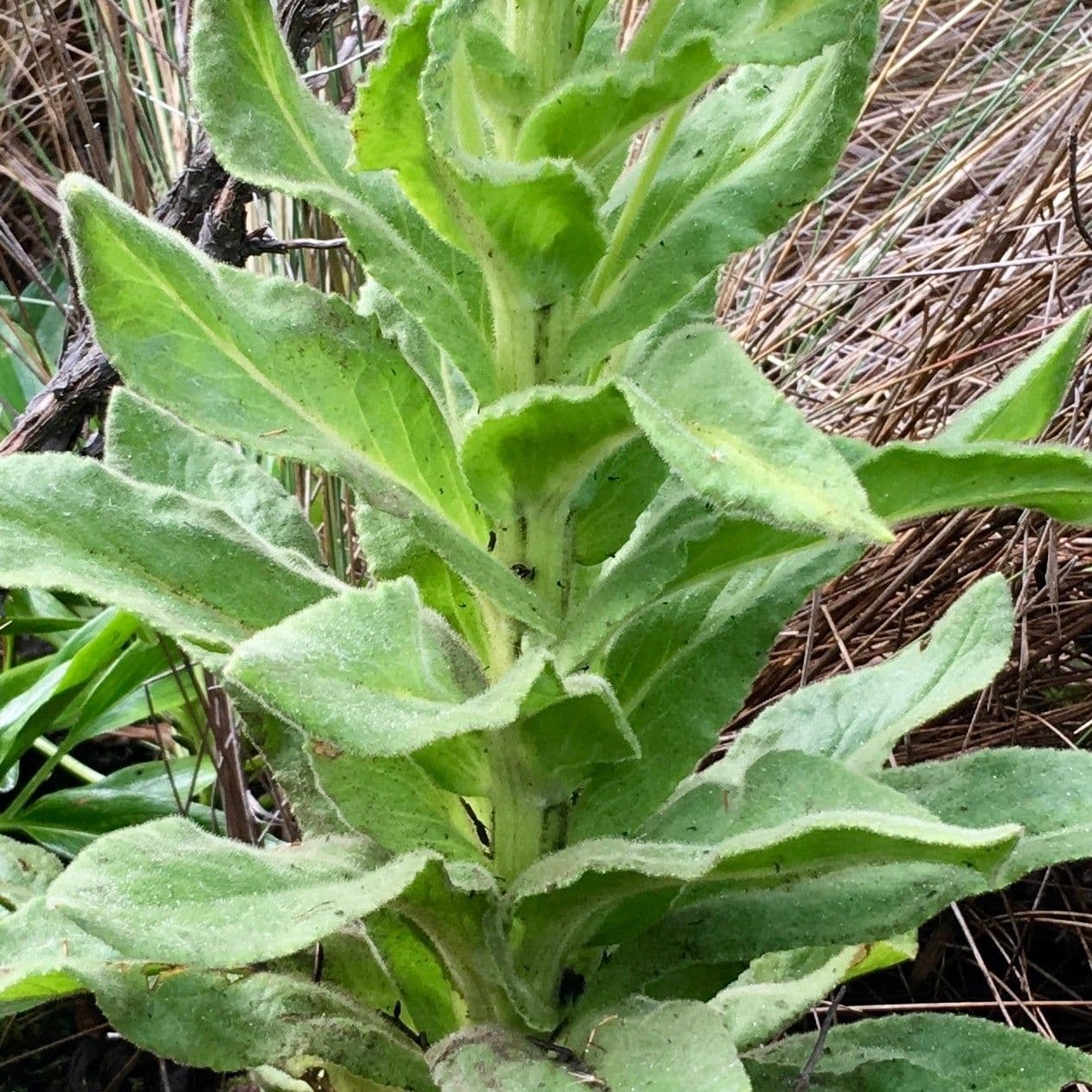 Senecio 15
