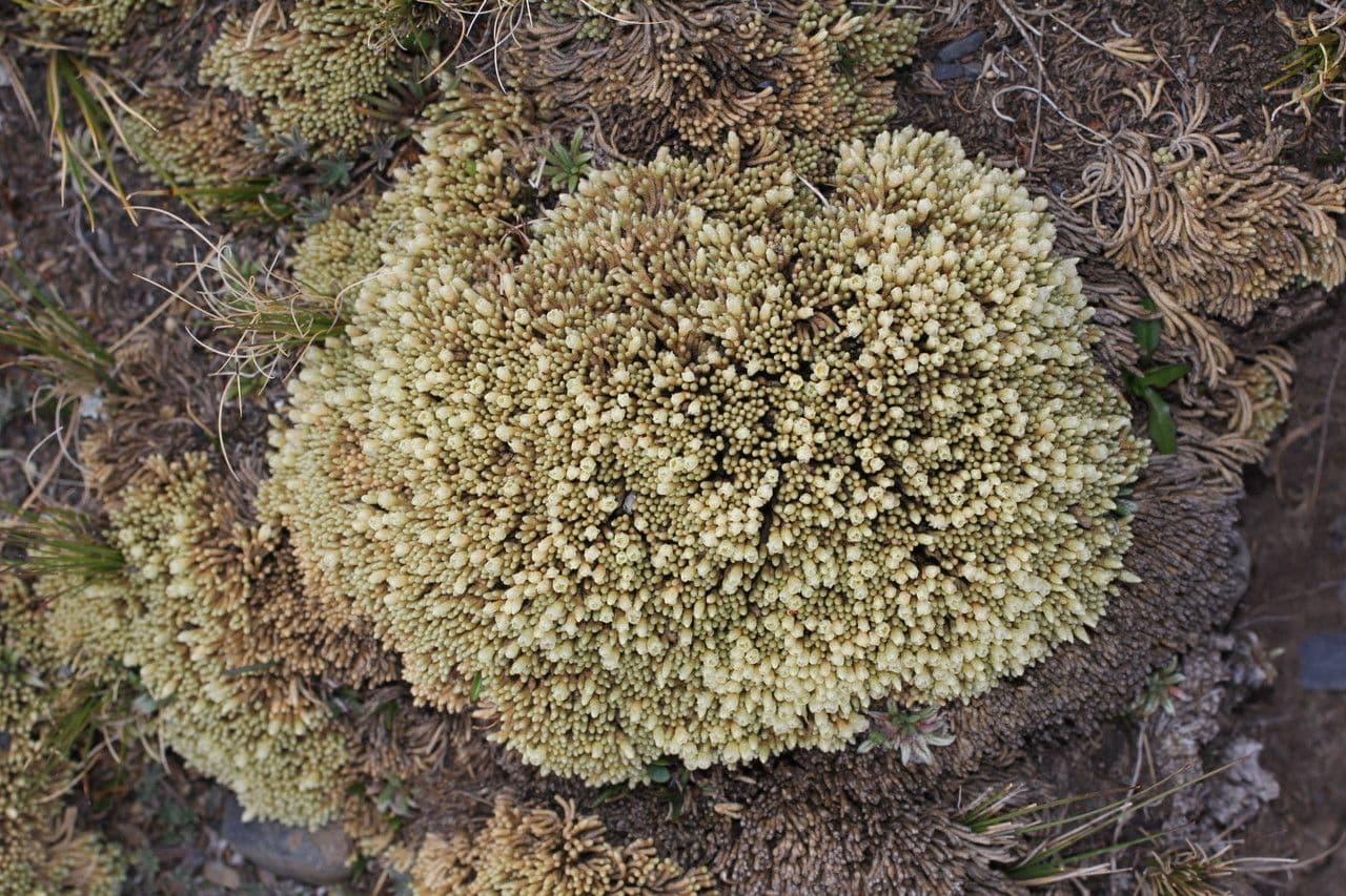 Pycnophyllum 7