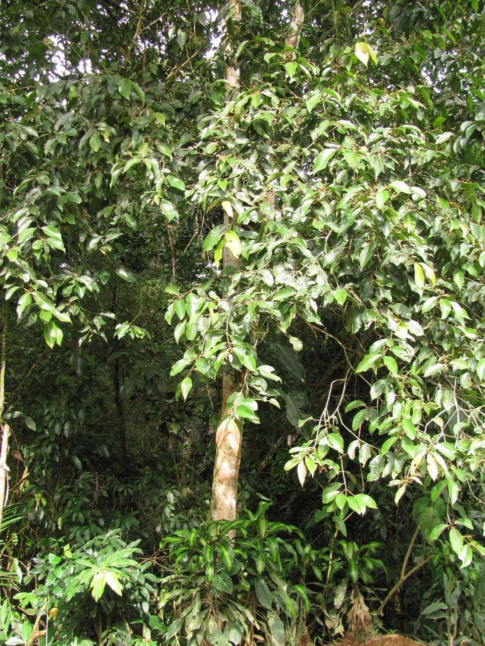 Myrcia