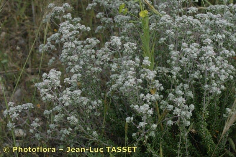Teucrium lusitanicum 4
