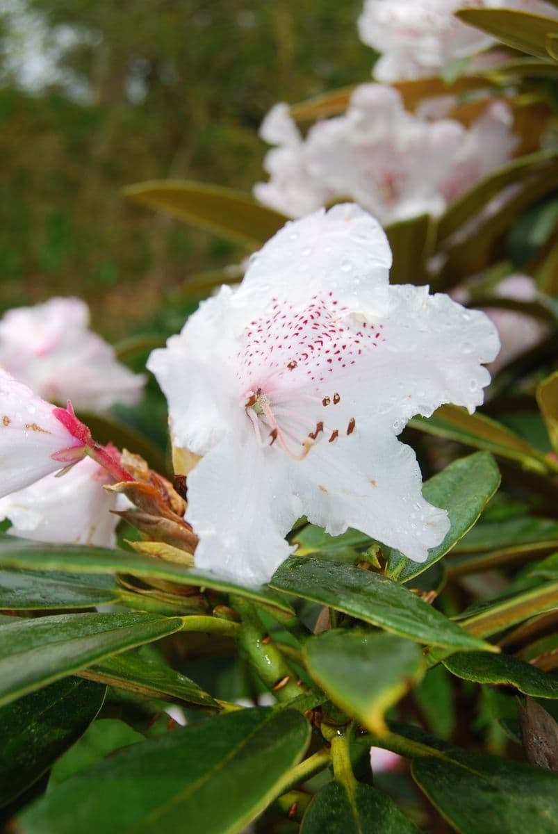 Rododendro 3