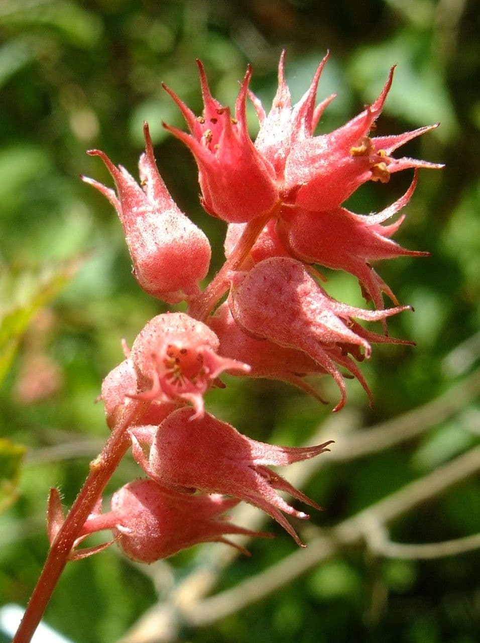 Neillia 4