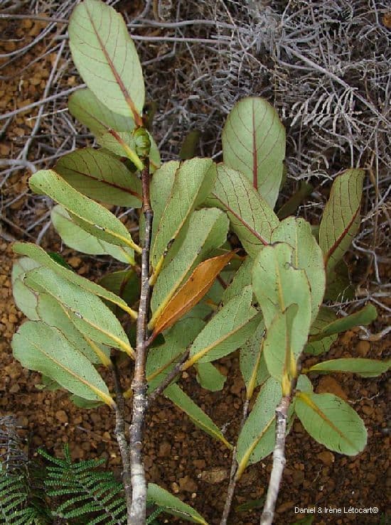 Nothofagus 5