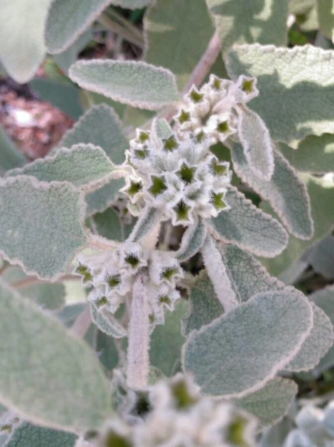 Phlomis