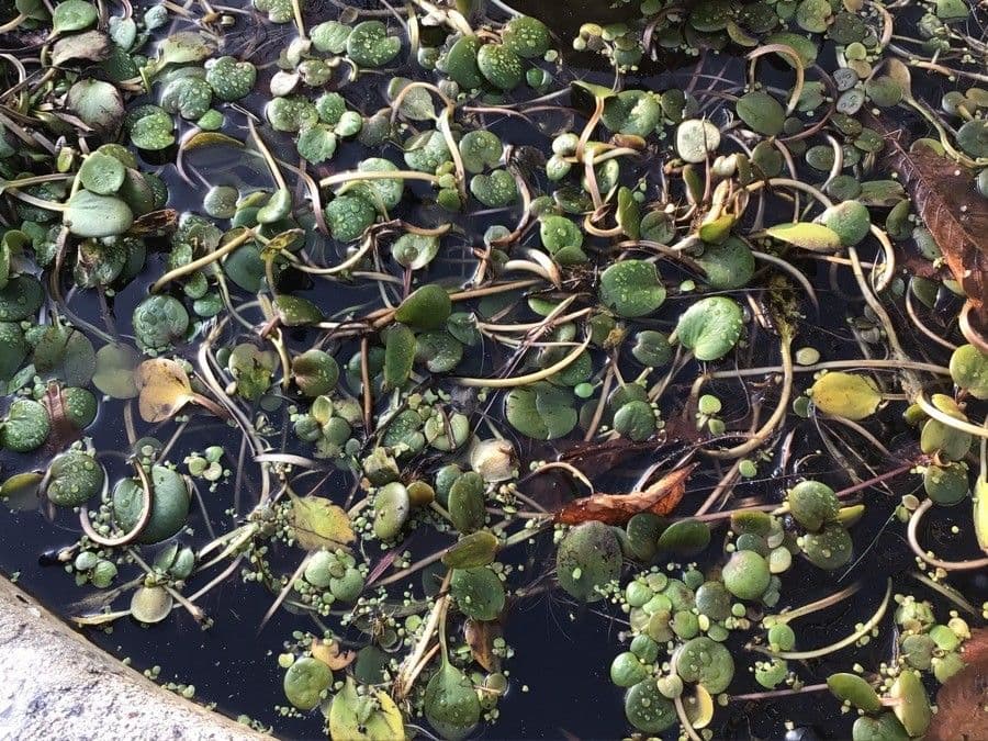 Heteranthera 12