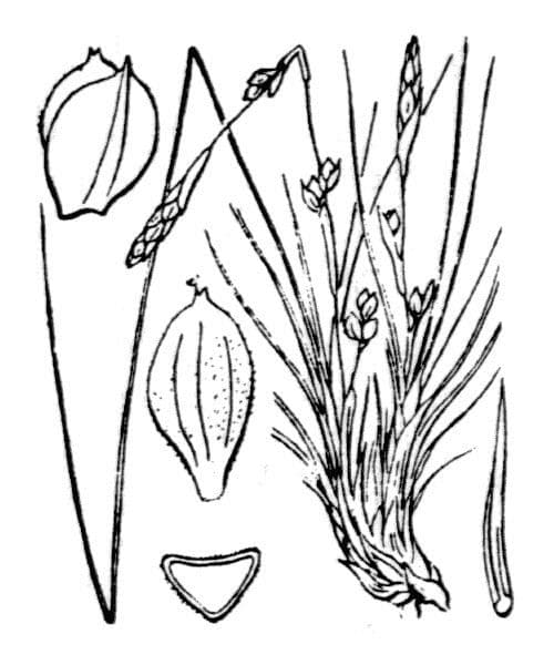 Dwarf sedge 25