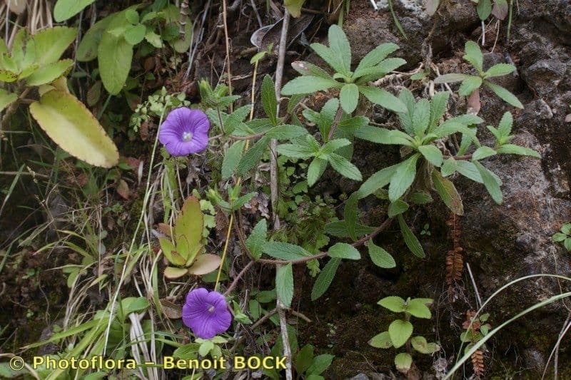 Jacobaea-Glockenblume 3