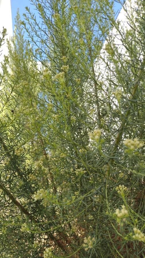Lepidium fremontii 16