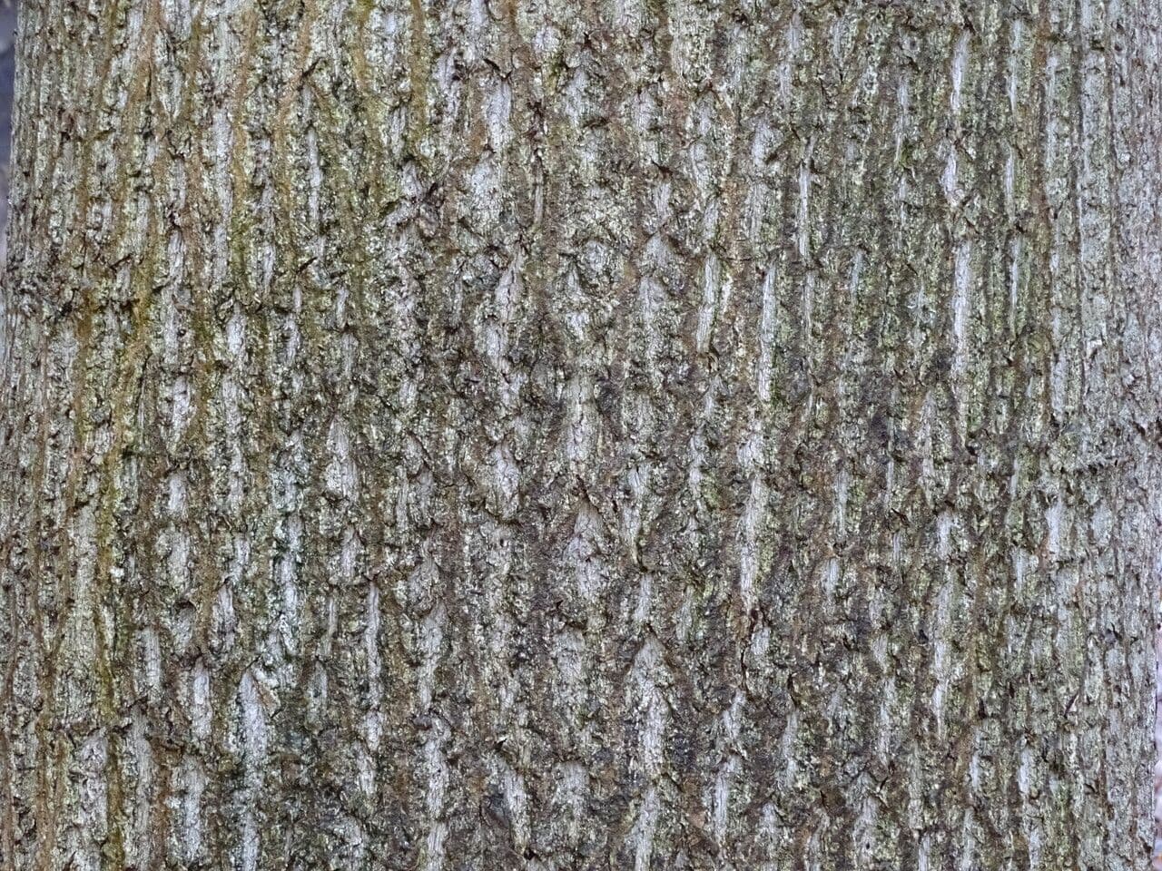 Chinesischer Tulpenbaum 8