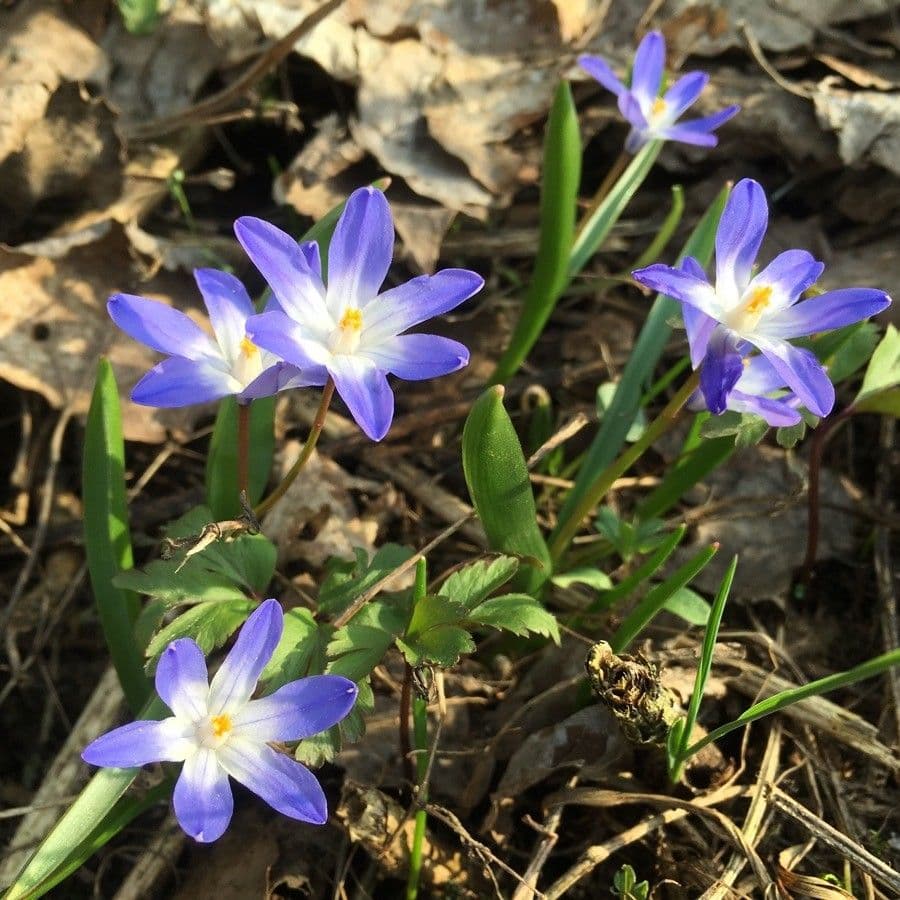 Scilla di Boissier 3