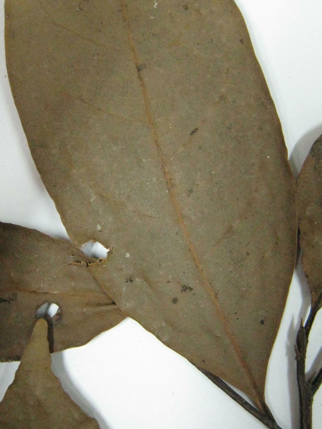 Aniba 5