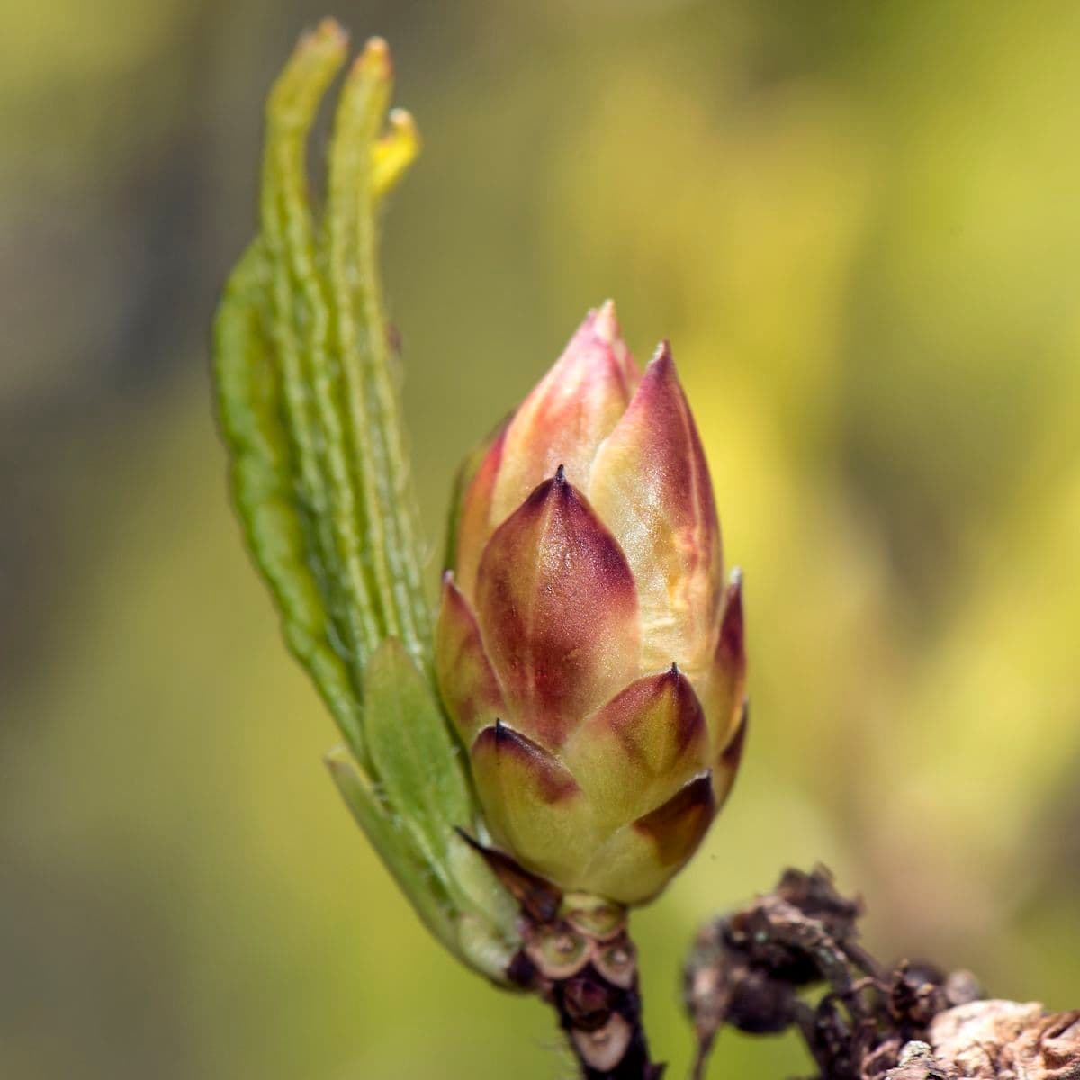 Azalea cinese 21