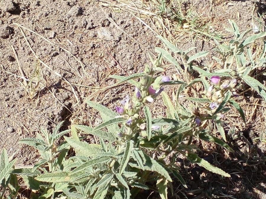 Hygrophila 14