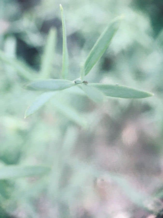 Metastelma Liesnera 3