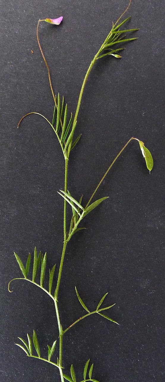 Vesce à petites fleurs 24