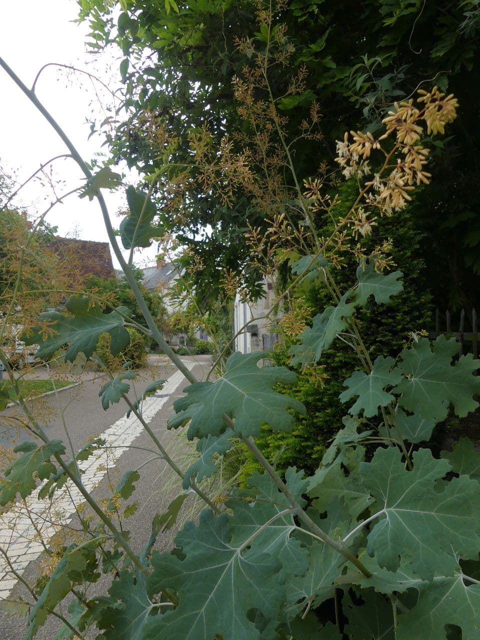 Macleaya 21