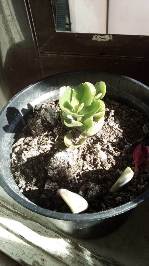 Kalanchoe 19