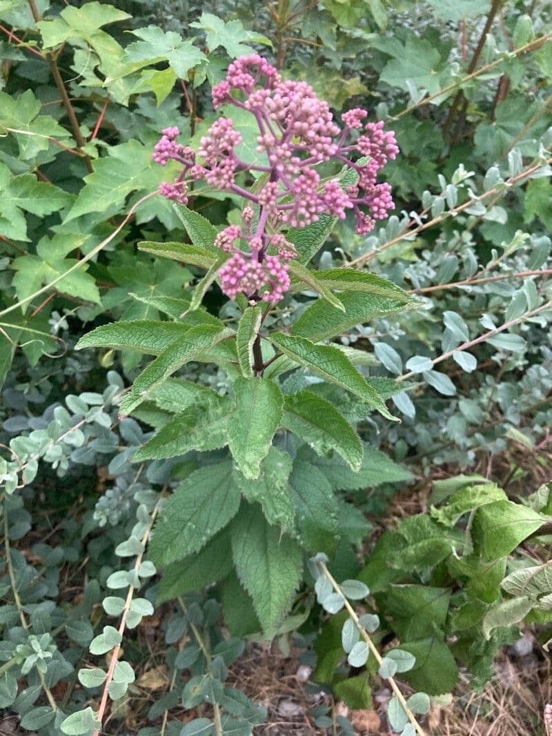 Eupatorio maculato 16